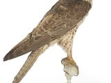 un oiseau perché sur un socle, sur fond blanc