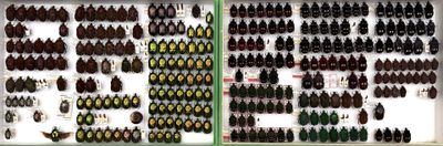 two rows of bottles of beer on display in a case