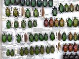 a lot of beetles on display in a display case