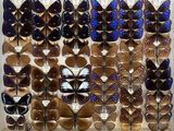 many butterflies that are hanging on the wall together