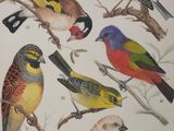 a lot of birds that are sitting on a tree branch