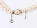necklace with pearls and a silver clasp on a white background