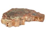 a piece of petrified rock on a white surface