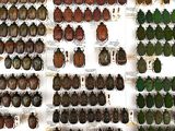 a lot of beetles that are on display in a display case