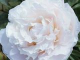une grande fleur blanche qui pousse dans le jardin