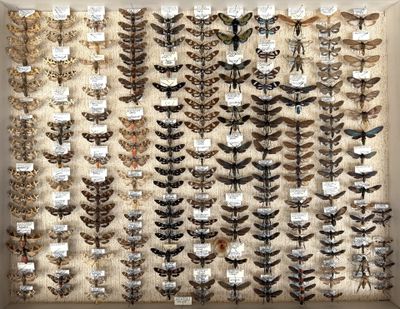 many different kinds of moths displayed in a display case