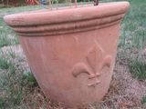 une plante qui se trouve au milieu de l'herbe