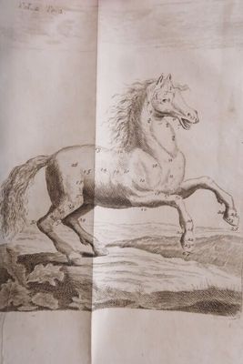 drawing of a horse running in a field in a book