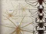 many different types of insects displayed on a wall