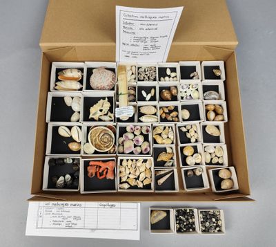 une boîte remplie de coquillages de toutes sortes