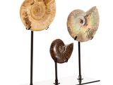 trois coquillages fossiles posés sur des socles, sur fond blanc