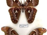 two large moths sitting on top of each other on a white surface