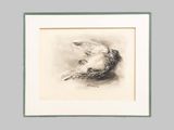 drawing of a bird in flight in a white frame on a gray background