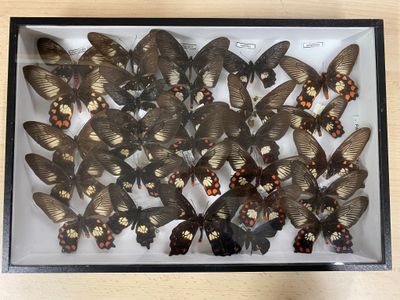 many butterflies that are in a glass case