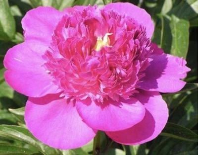 a large pink flower that is blooming in the garden