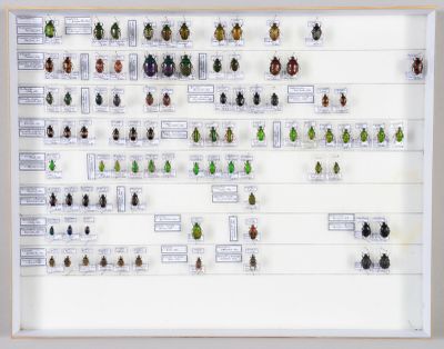 de nombreux coléoptères exposés dans un cadre blanc accroché au mur