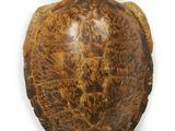 an image of a turtle on a white background with a white background