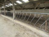 a barn with a lot of cows in it