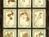 an old window frame with a bunch of pressed flowers in it