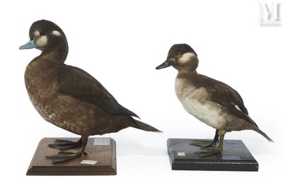 deux canards sont posés sur un socle en bois, sur fond blanc