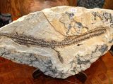 un poisson fossile posé sur un rocher posé sur une table