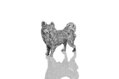une image représentant un chien debout sur une surface blanche