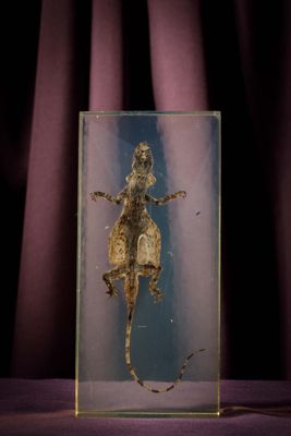 une image représentant une boîte en verre contenant un lézard