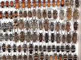 a picture of a display of beetles in a white frame