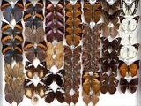 many different types of butterflies displayed in a white box