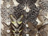 many butterflies that are on display in a display case