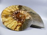 an ammonite fossil with a spiral design on a white background