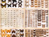a collection of butterflies and moths on display in a display case