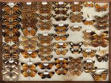 many different types of butterflies on display in a wooden frame