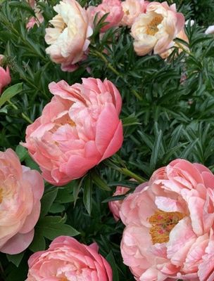 many pink flowers that are growing in the garden