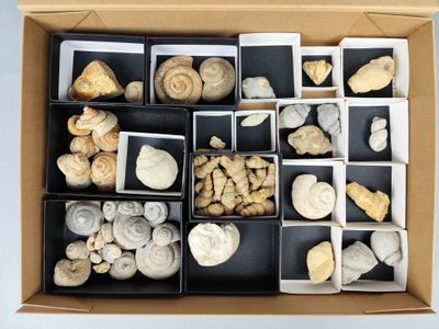 une boîte remplie de coquillages de toutes sortes