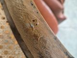 a close up of a wooden chair with a plant in the background