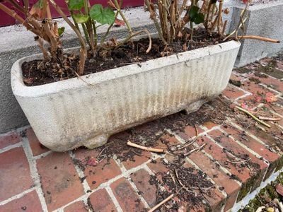 a plant that is sitting in a pot on the ground