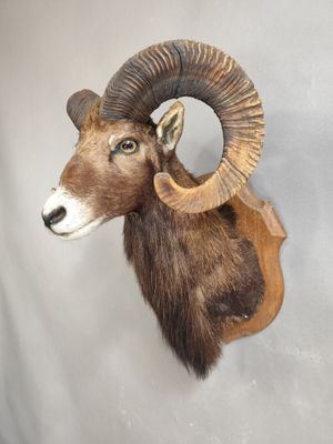 une tête de bélier accrochée au mur, avec une longue corne