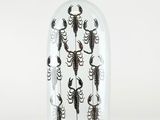 une cloche en verre contenant de nombreux scorpions