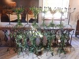 a lot of plants that are sitting on a table