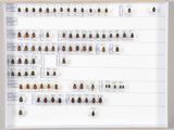 une photo d'une collection de coléoptères accrochée au mur
