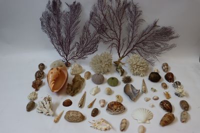 de nombreux types de coquillages et de coraux sur la table