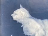 a polar bear that is standing in the snow