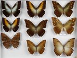 de nombreux types de papillons exposés dans une vitrine