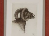 drawing of a ram head in a wooden frame on a wall
