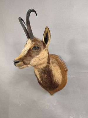 une tête d'antilope empaillée accrochée au mur d'une pièce
