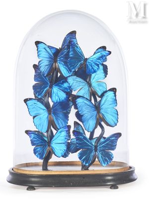 blue butterflies in a glass dome on a wooden base
