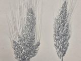 un dessin représentant deux épis de blé sur fond blanc