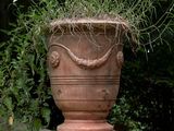 une plante qui pousse dans un grand pot