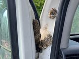 a bird that is sitting in the door of a car